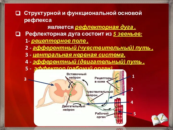 Структурной и функциональной основой рефлекса является рефлекторная дуга . Рефлекторная дуга