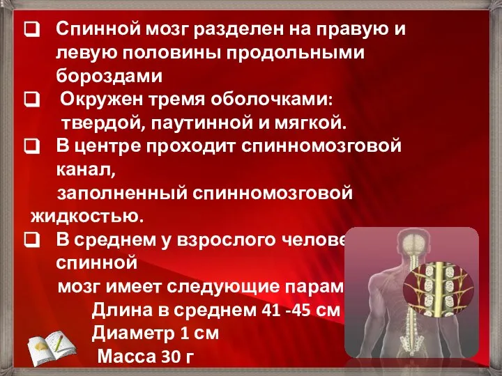 Спинной мозг разделен на правую и левую половины продольными бороздами Окружен