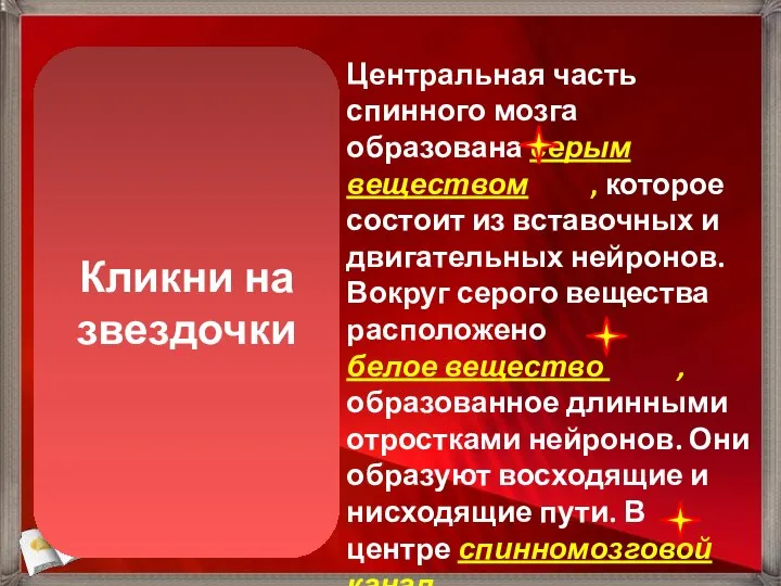 Центральная часть спинного мозга образована серым веществом , которое состоит из