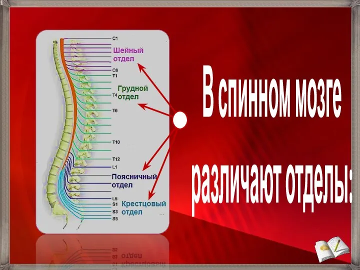 В спинном мозге различают отделы: