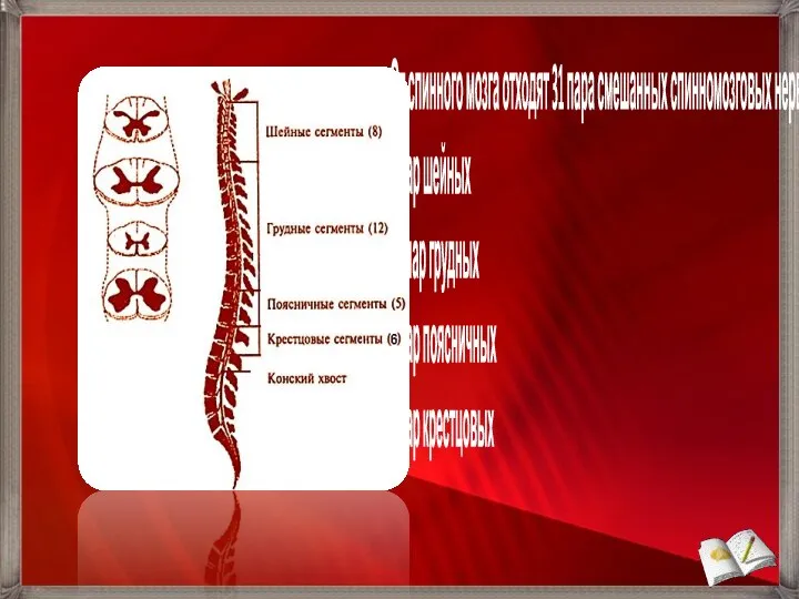 От спинного мозга отходят 31 пара смешанных спинномозговых нервов: 8 пар