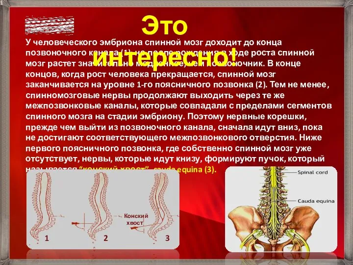 У человеческого эмбриона спинной мозг доходит до конца позвоночного канала (1);