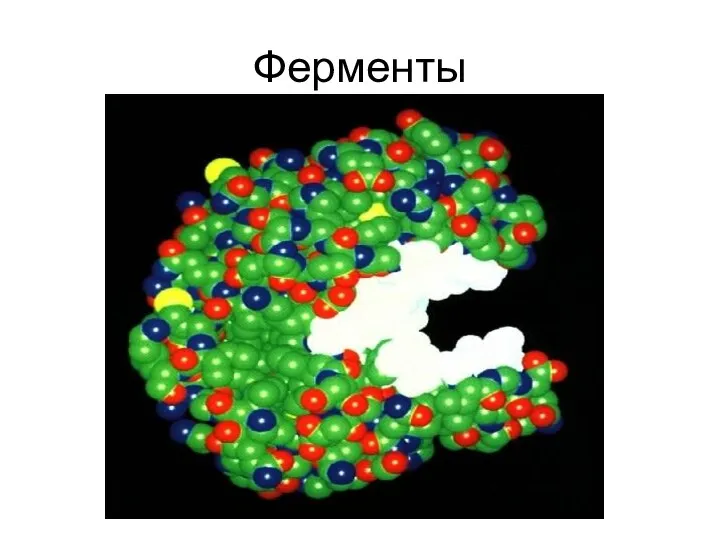 Ферменты