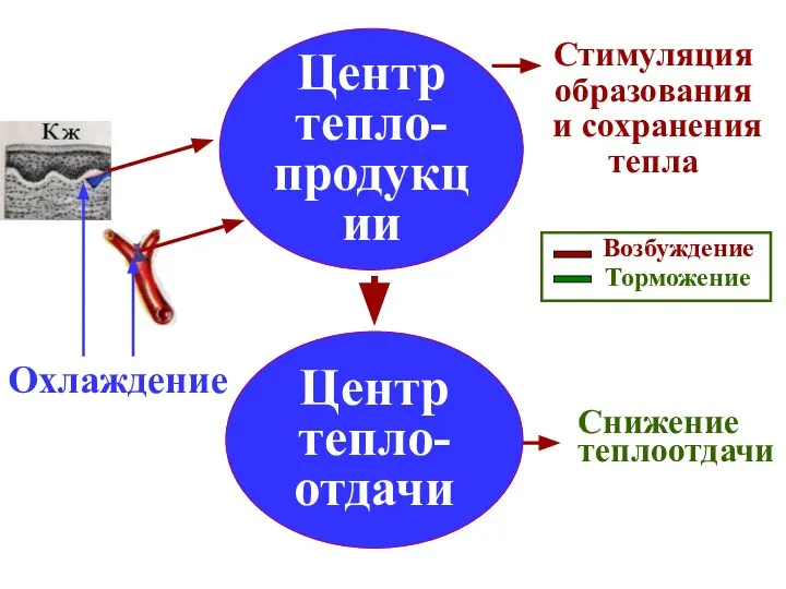 Центр тепло- продукции Центр тепло- отдачи Возбуждение Торможение Охлаждение Стимуляция образования и сохранения тепла Снижение теплоотдачи