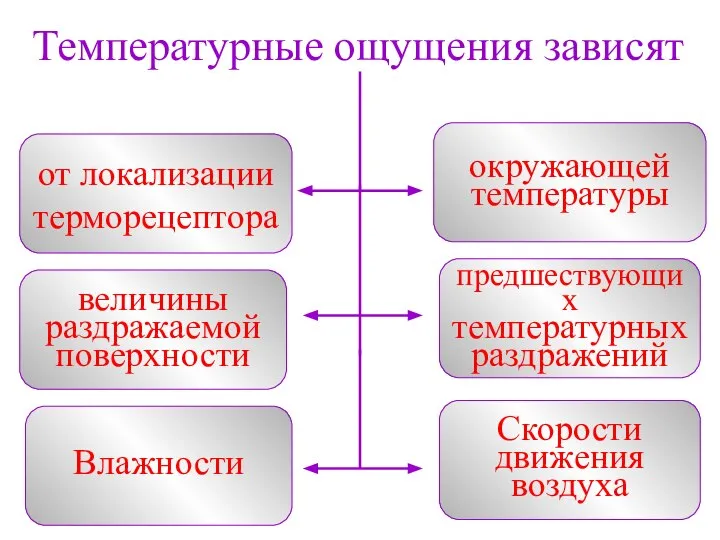 Температурные ощущения зависят от локализации терморецептора величины раздражаемой поверхности окружающей температуры