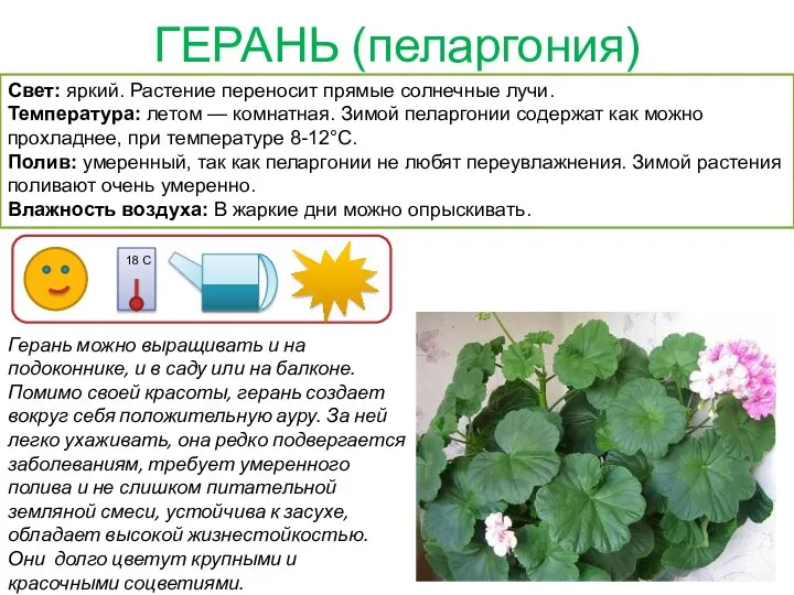 ГЕРАНЬ (пеларгония) Герань можно выращивать и на подоконнике, и в саду