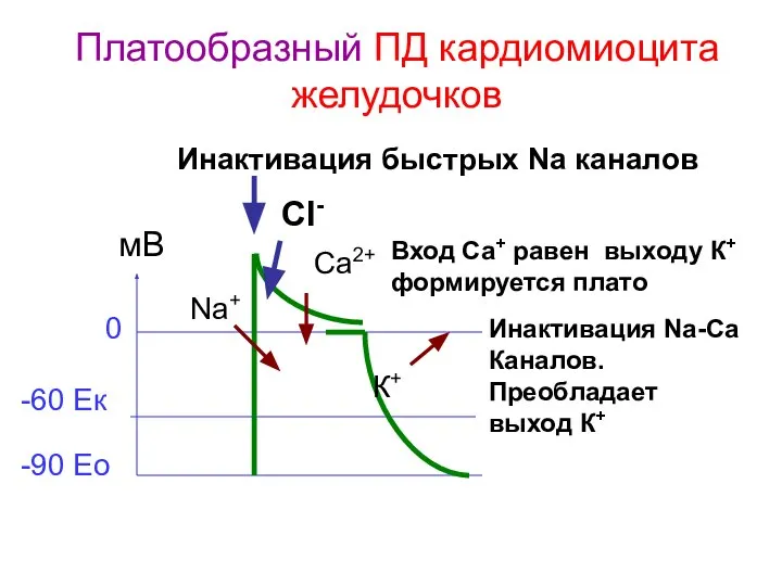 Платообразный ПД кардиомиоцита желудочков -90 Ео -60 Ек 0 мВ Na+