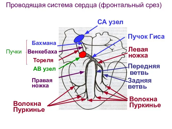 Проводящая система сердца (фронтальный срез) СА узел Бахмана Венкебаха Тореля Пучки