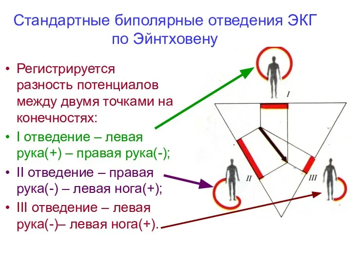 Регистрируется разность потенциалов между двумя точками на конечностях: I отведение –