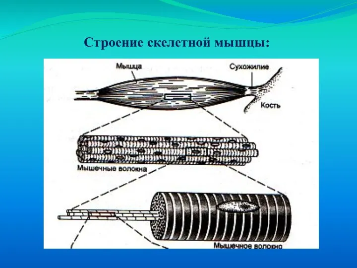 Строение скелетной мышцы: