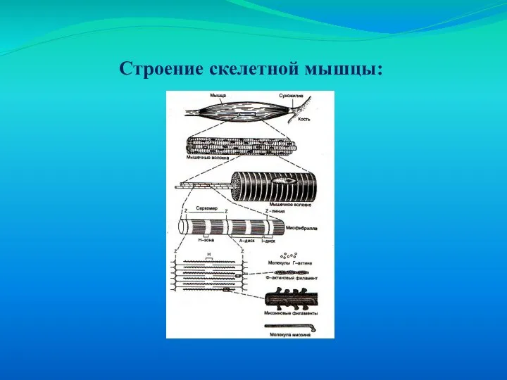 Строение скелетной мышцы: