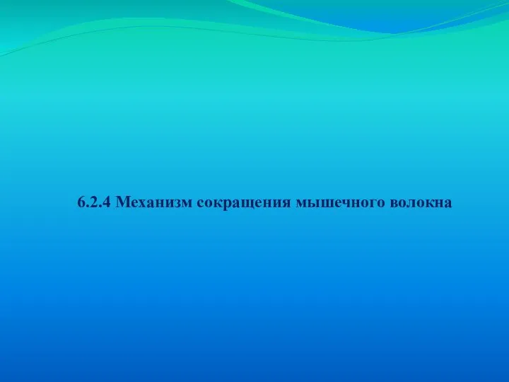 6.2.4 Механизм сокращения мышечного волокна