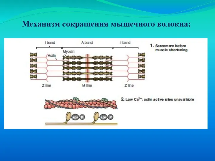 Механизм сокращения мышечного волокна: