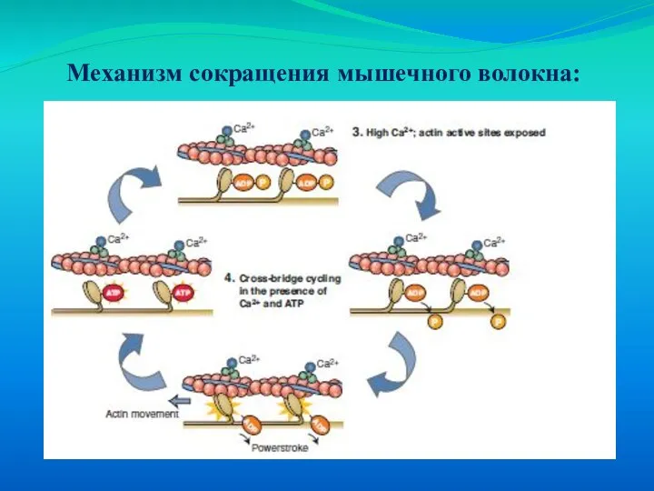 Механизм сокращения мышечного волокна: