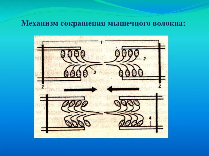 Механизм сокращения мышечного волокна: