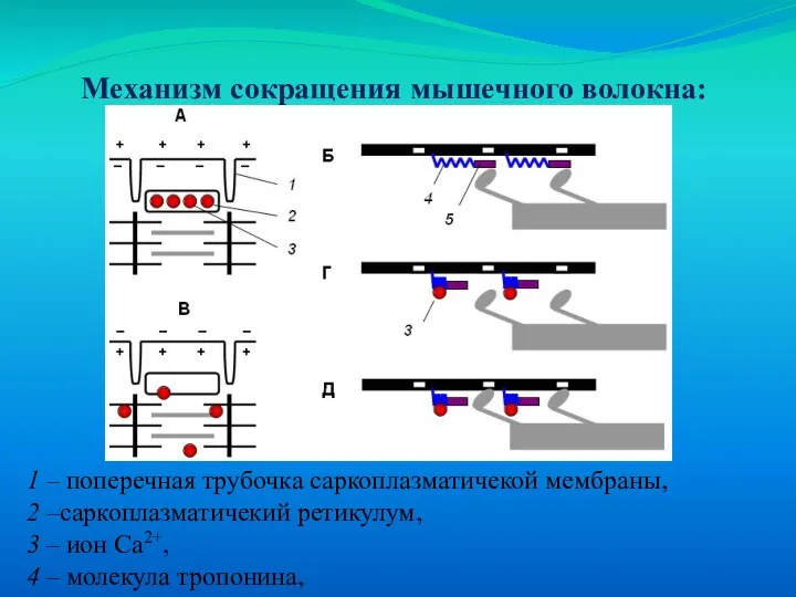 Механизм сокращения мышечного волокна: 1 – поперечная трубочка саркоплазматичекой мембраны, 2