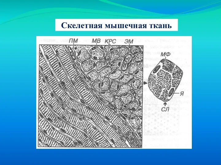 Скелетная мышечная ткань