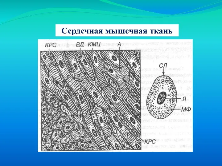 Сердечная мышечная ткань