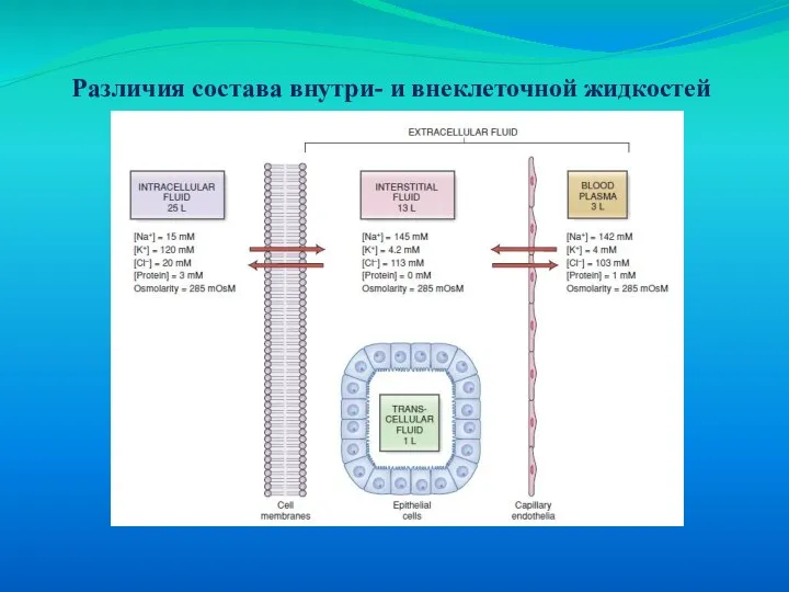 Различия состава внутри- и внеклеточной жидкостей