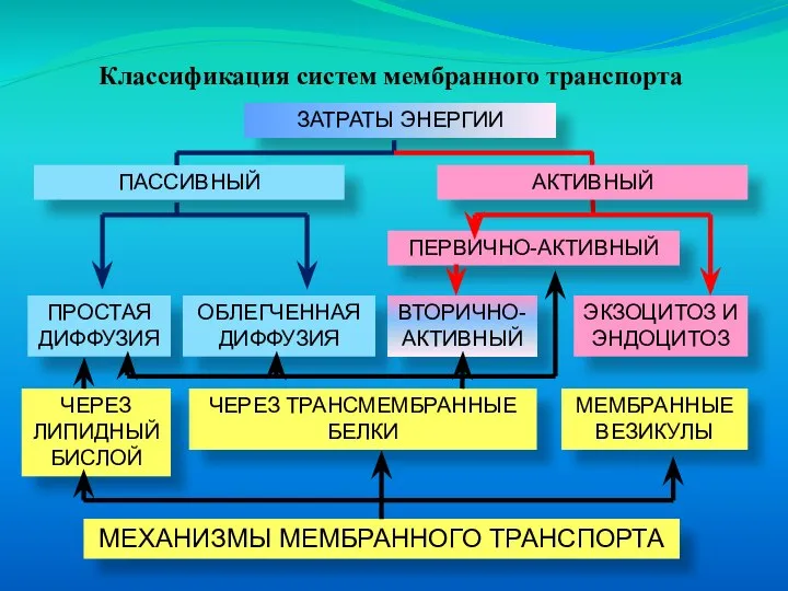 Классификация систем мембранного транспорта ЗАТРАТЫ ЭНЕРГИИ ПАССИВНЫЙ АКТИВНЫЙ ПЕРВИЧНО-АКТИВНЫЙ ПРОСТАЯ ДИФФУЗИЯ