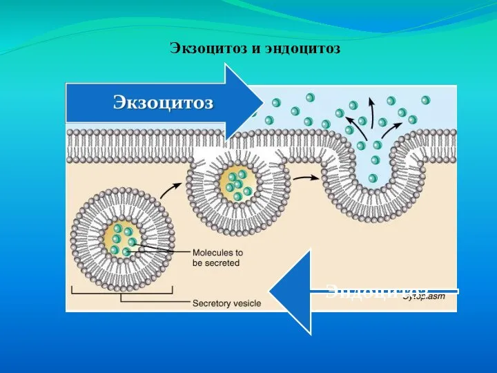 Экзоцитоз и эндоцитоз