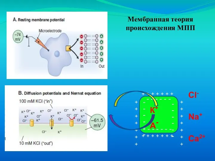 Мембранная теория происхождения МПП