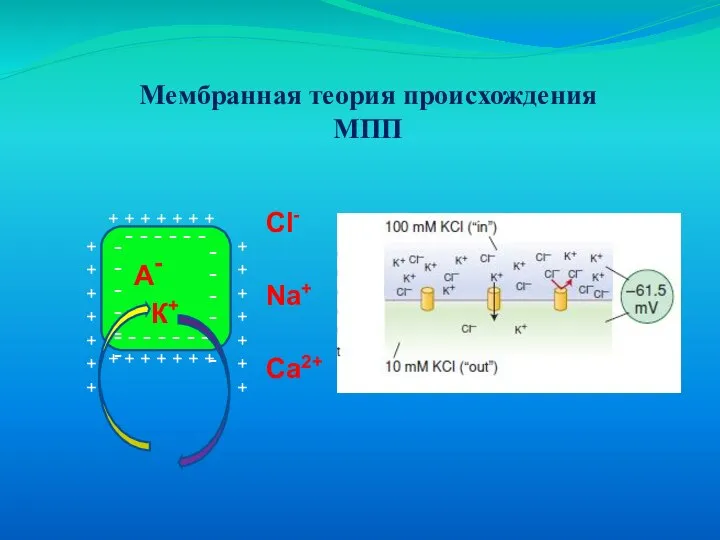 Мембранная теория происхождения МПП