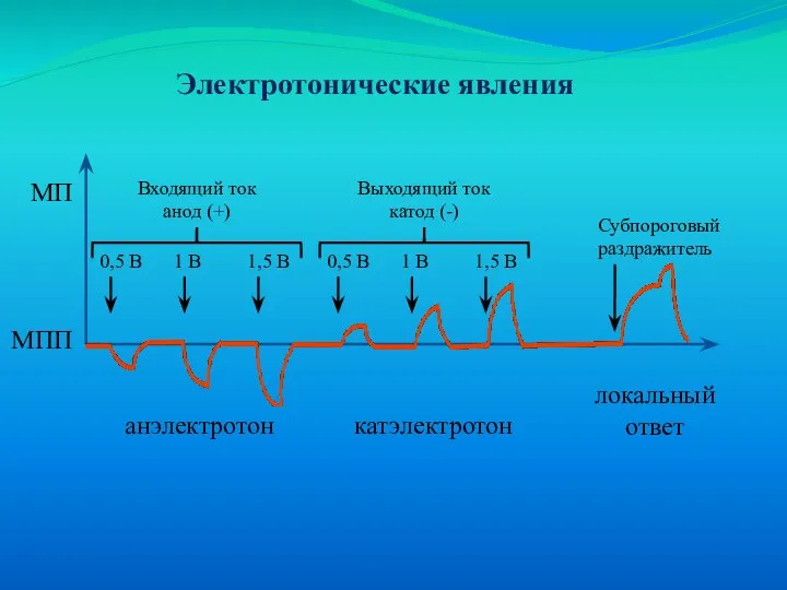 Электротонические явления Входящий ток анод (+) Выходящий ток катод (-) анэлектротон катэлектротон локальный ответ МПП МП