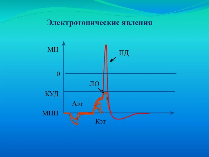 Электротонические явления МПП МП Аэт Кэт КУД 0