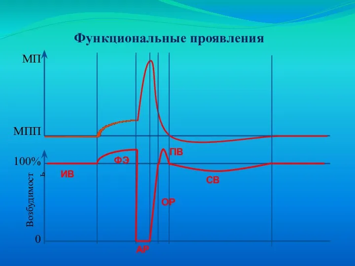 Функциональные проявления МПП МП 100% Возбудимость 0 ОР ФЭ ИВ АР ПВ СВ