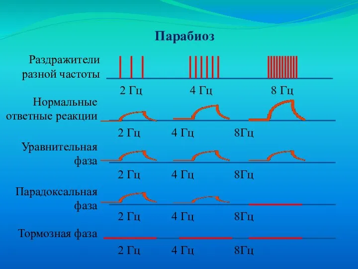 Парабиоз Раздражители разной частоты Нормальные ответные реакции Уравнительная фаза Парадоксальная фаза