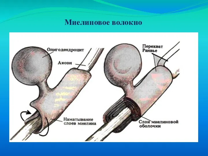 Миелиновое волокно