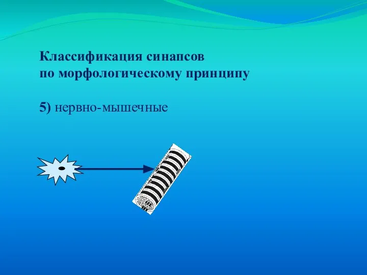 Классификация синапсов по морфологическому принципу 5) нервно-мышечные