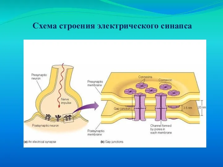 Схема строения электрического синапса