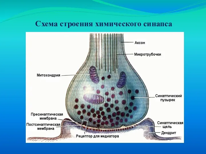 Схема строения химического синапса