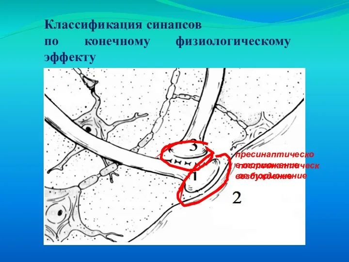 Классификация синапсов по конечному физиологическому эффекту возбуждение постсинаптическое торможение пресинаптическое торможение