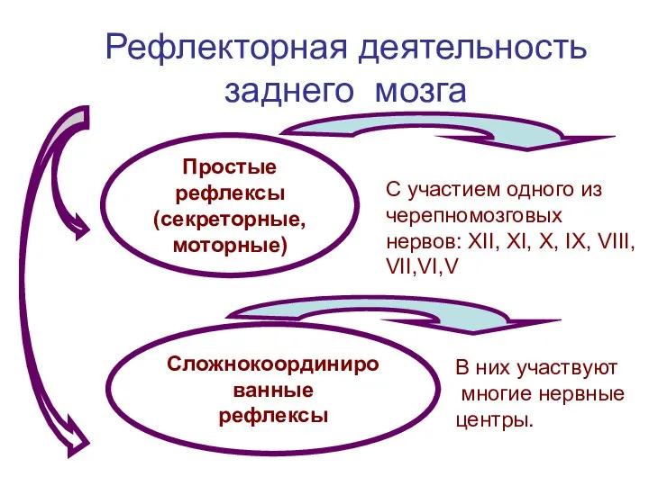 Рефлекторная деятельность заднего мозга Простые рефлексы (секреторные, моторные) С участием одного