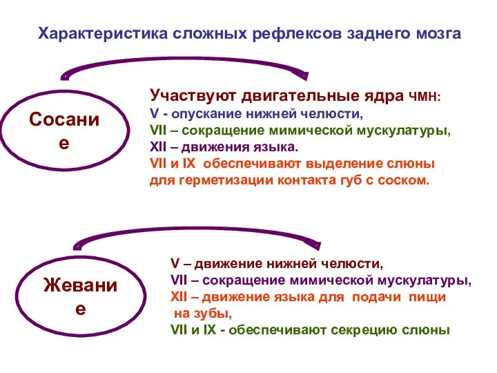 Сосание Характеристика сложных рефлексов заднего мозга Участвуют двигательные ядра ЧМН: V