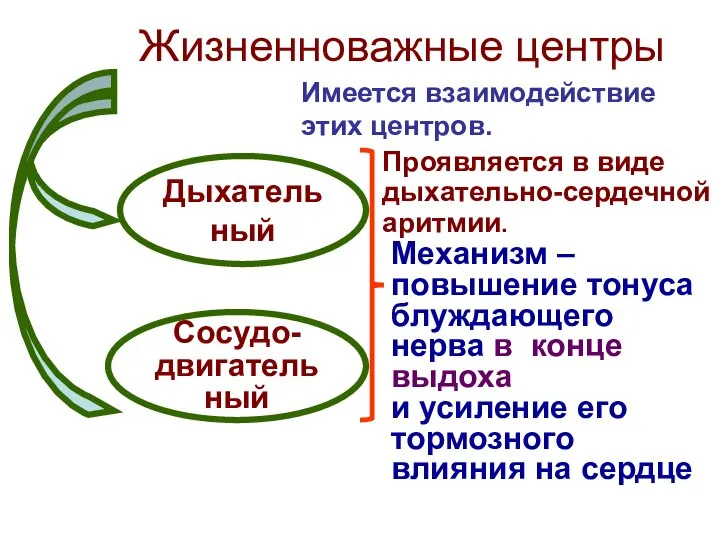 Жизненноважные центры Дыхательный Сосудо- двигательный Имеется взаимодействие этих центров. Проявляется в