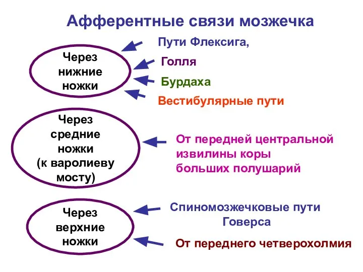 Афферентные связи мозжечка Через нижние ножки Пути Флексига, Голля Бурдаха Вестибулярные