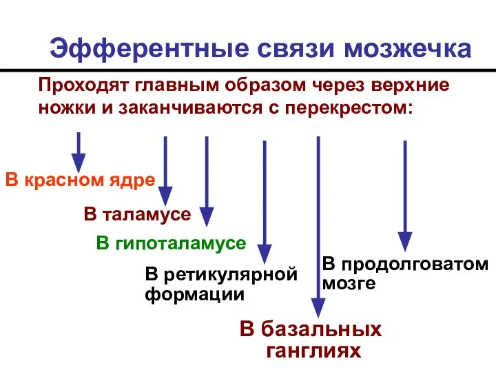 Эфферентные связи мозжечка Проходят главным образом через верхние ножки и заканчиваются