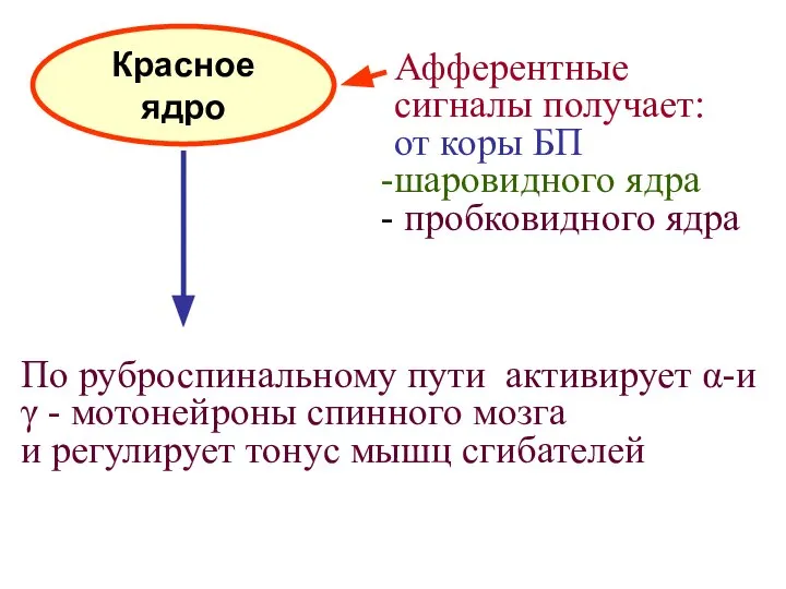 Красное ядро Афферентные сигналы получает: от коры БП шаровидного ядра пробковидного