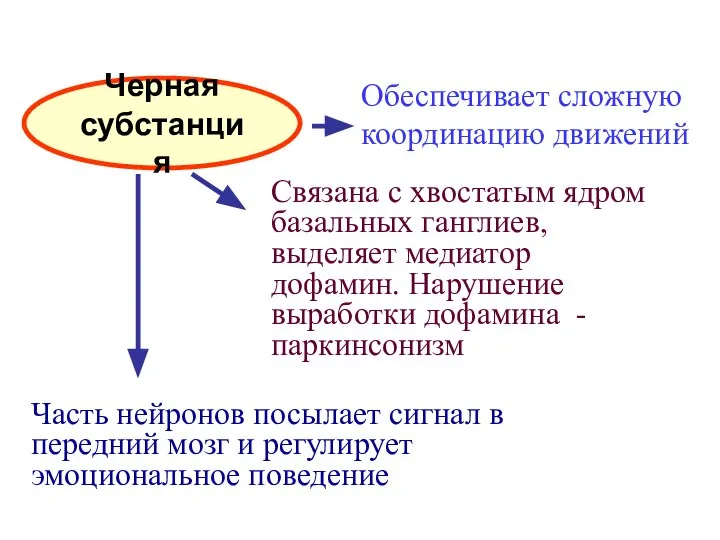 Черная субстанция Обеспечивает сложную координацию движений Связана с хвостатым ядром базальных