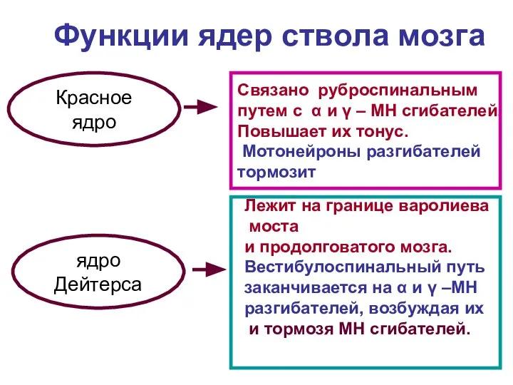 Функции ядер ствола мозга Красное ядро Связано руброспинальным путем с α