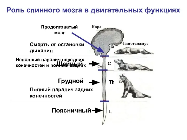 Шейный Грудной Поясничный C Th L Смерть от остановки дыхания Неполный