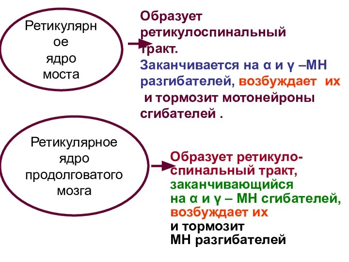 Ретикулярное ядро моста Образует ретикулоспинальный тракт. Заканчивается на α и γ