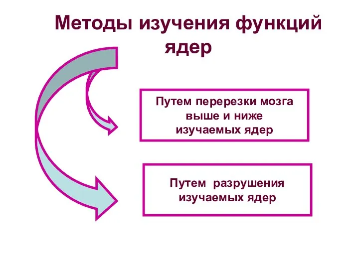 Методы изучения функций ядер Путем перерезки мозга выше и ниже изучаемых ядер Путем разрушения изучаемых ядер