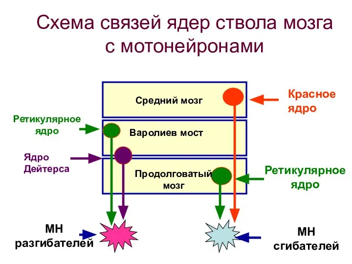 Схема связей ядер ствола мозга с мотонейронами Продолговатый мозг Ретикулярное ядро