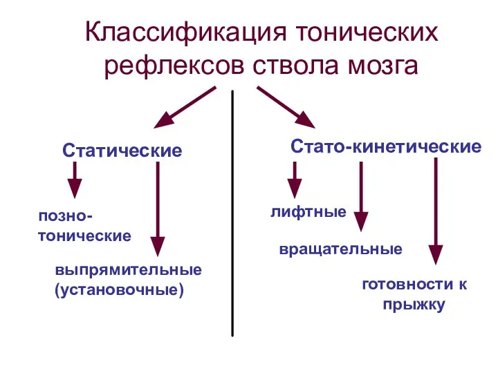 Классификация тонических рефлексов ствола мозга Статические Стато-кинетические позно- тонические выпрямительные (установочные) лифтные вращательные готовности к прыжку