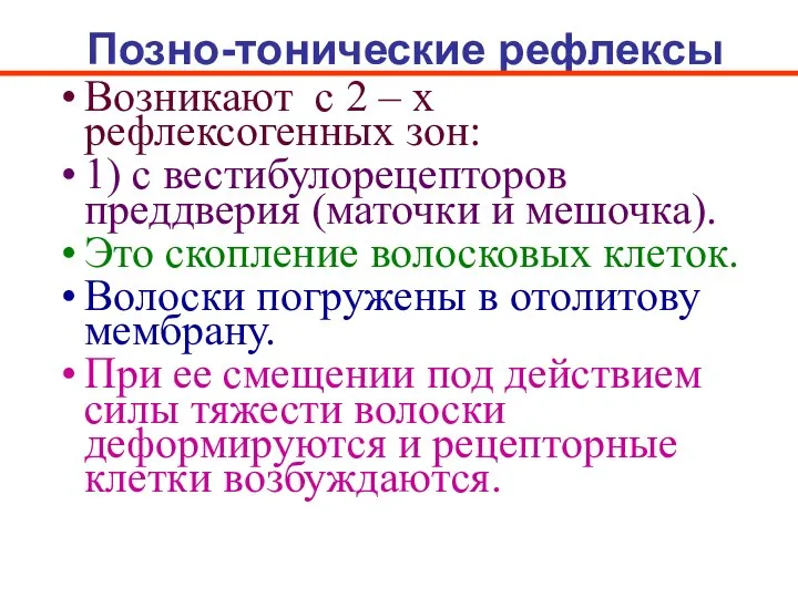 Позно-тонические рефлексы Возникают с 2 – х рефлексогенных зон: 1) с